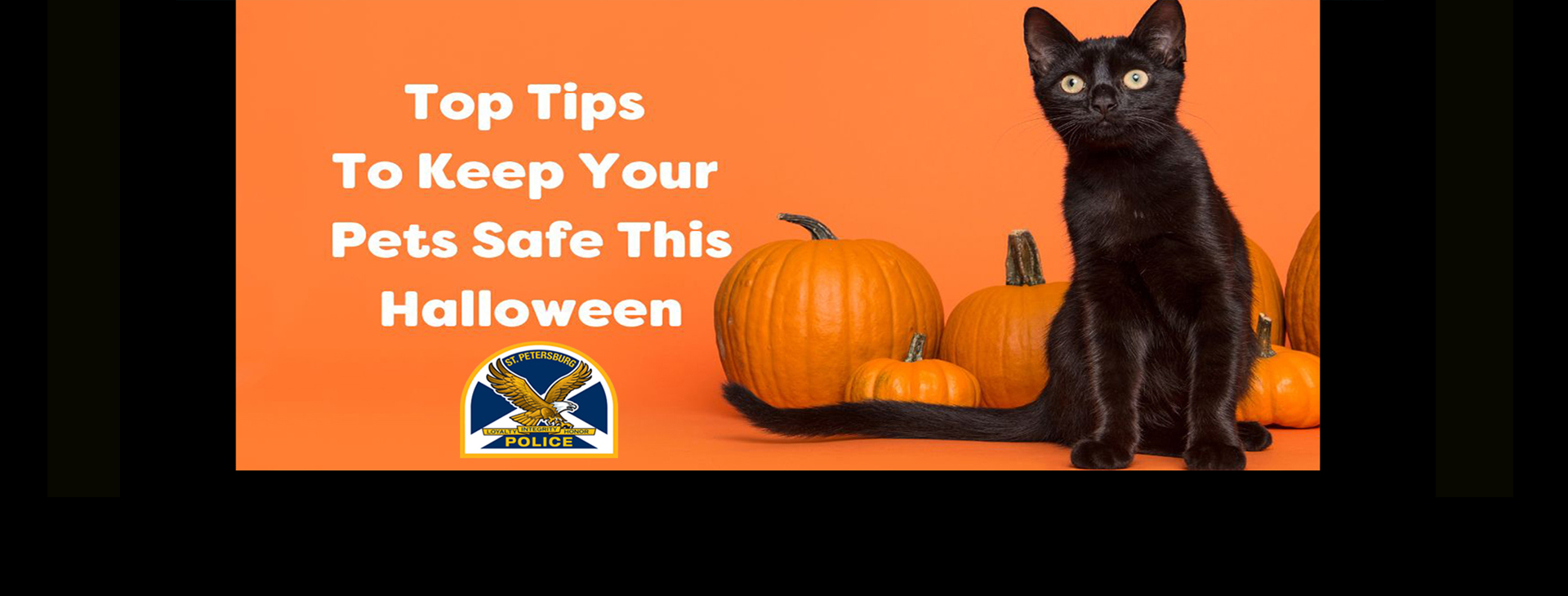 Top tips to keep your pats safe this Halloween